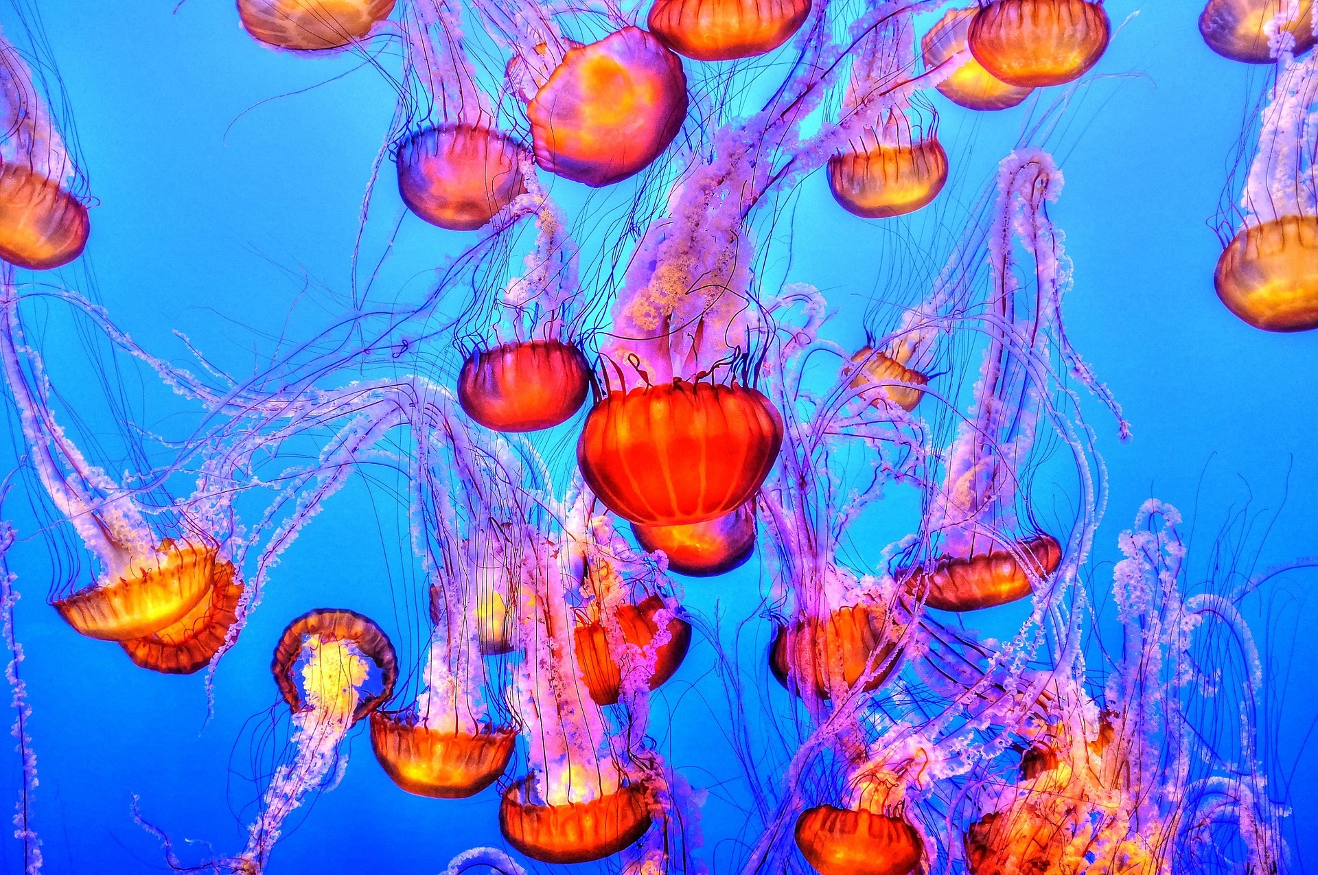 Что делать, если ужалила медуза в море: первая помощь и советы врачей
